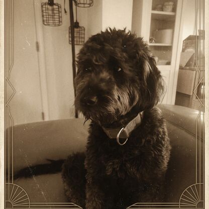 Vintage Photograph dog art style